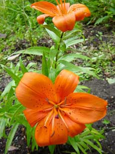 wydlflower B&B Vancouver Island